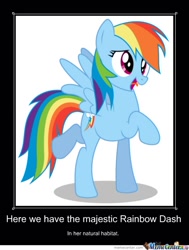 Size: 480x634 | Tagged: safe, rainbow dash, pegasus, pony, blue coat, female, mare, meme, memecenter, multicolored mane, solo