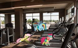 Size: 1280x800 | Tagged: safe, derpibooru import, fluttershy, pinkie pie, rainbow dash, earth pony, pegasus, pony, gym, ponies in real life, workout