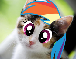 Size: 1000x781 | Tagged: safe, artist:eekiwi, edit, rainbow dash, cat, pegasus, pony, cute, dashabetes, looking at you, rainbow cat, solo, wat, weapons-grade cute