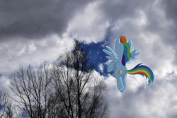 Size: 1500x1000 | Tagged: safe, derpibooru import, rainbow dash, pegasus, pony, flying, photoshop, solo