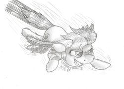 Size: 1024x741 | Tagged: safe, artist:inurantchan, rainbow dash, pegasus, pony, flying, monochrome, solo, traditional art