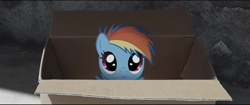 Size: 1597x673 | Tagged: safe, rainbow dash, fanfic:my little dashie, cute, dashabetes, filly, filly rainbow dash, irl, photo, ponies in real life, solo