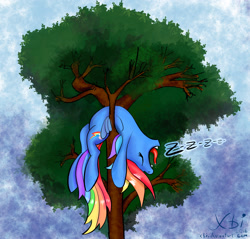 Size: 1672x1601 | Tagged: safe, artist:xbi, derpibooru import, rainbow dash, pegasus, pony, backbend, flexible, open mouth, sleeping, snoring, solo, tongue out, tree, zzz