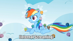 Size: 959x540 | Tagged: safe, rainbow dash, parasprite, pegasus, pony, descriptive noise, image macro, meme, solo, x internally