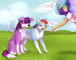 Size: 1280x1024 | Tagged: safe, artist:fizzy-dog, derpibooru import, princess celestia, rainbow dash, twilight sparkle, border collie, dog, human, :<, cute, dialogue, dogified, doubt, eyes closed, fetch, floppy ears, fluffy, frown, glare, grass field, grin, humanized, husky, rainbow dog, raised eyebrow, scenery, sitting, smiling, species swap, tennis ball, twilight barkle