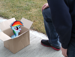 Size: 1024x768 | Tagged: safe, artist:capt-nemo, artist:xxsilverthehedgehog, rainbow dash, human, fanfic:my little dashie, box, filly, filly rainbow dash, irl, photo, ponies in real life, sidewalk, vector