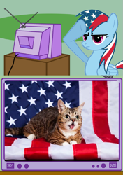 Size: 703x1000 | Tagged: safe, rainbow dash, cat, pegasus, pony, derp, exploitable meme, lil bub, meme, obligatory pony, rainbow dash salutes, salute, tv meme