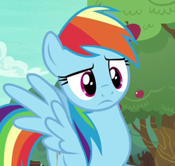 Size: 494x469 | Tagged: safe, derpibooru import, screencap, rainbow dash, pegasus, pony, buckball season, solo