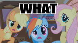 Size: 1000x554 | Tagged: safe, derpibooru import, edit, edited screencap, screencap, applejack, fluttershy, rainbow dash, earth pony, pegasus, pony, bridle gossip, image macro, reaction image