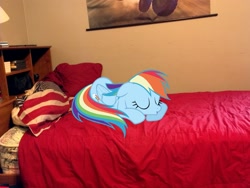 Size: 2592x1944 | Tagged: safe, rainbow dash, bed, cute, irl, photo, ponies in real life, sleeping, solo