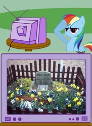 Size: 563x772 | Tagged: safe, rainbow dash, horse, pegasus, pony, exploitable meme, grand national, irl horse, meme, obligatory pony, rainbow dash salutes, red rum, salute, tomb, tribute, tv meme, united kingdom