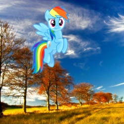 Size: 1137x1137 | Tagged: safe, derpibooru import, rainbow dash, autumn, flying, irl, looking at you, photo, ponies in real life, solo