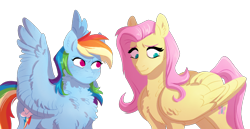 Size: 1752x901 | Tagged: safe, artist:apilsinn, derpibooru import, fluttershy, rainbow dash, pegasus, pony, behaving like a bird, cheek fluff, chest fluff, cute, duo, ear fluff, female, fluffy, glare, looking at someone, looking down, mare, neck fluff, no pupils, raised eyebrow, shoulder fluff, shy, simple background, smiling, spread wings, transparent background, wing fluff, wings