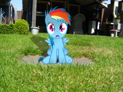 Size: 2304x1728 | Tagged: safe, artist:thijs-jan, rainbow dash, backyard, filly, filly rainbow dash, irl, photo, ponies in real life, solo