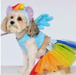 Size: 542x538 | Tagged: safe, derpibooru import, rainbow dash, dog, clothes, costume, irl, merchandise, official, photo, rubie's, why