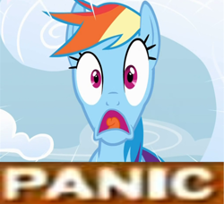 Size: 500x455 | Tagged: safe, rainbow dash, pegasus, pony, expand dong, exploitable meme, meme, panic, solo, why.jpg