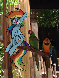 Size: 2448x3264 | Tagged: safe, artist:cinnamonsand, rainbow dash, parrot, irl, photo, ponies in real life