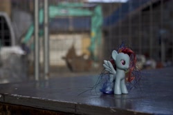 Size: 6000x4000 | Tagged: safe, artist:explonova, rainbow dash, brushable, irl, photo, photography, solo, toy