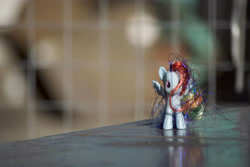 Size: 6000x4000 | Tagged: safe, artist:explonova, rainbow dash, brushable, irl, photo, photography, toy