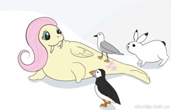 Size: 1024x655 | Tagged: safe, artist:ratscribbles, fluttershy, puffin, rabbit, seagull, walrus, :3, female, looking back, simple background, smiling, species swap, white background, wings