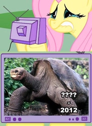 Size: 563x771 | Tagged: safe, fluttershy, pegasus, pony, tortoise, crying, exploitable meme, female, fluttercry, irl, lip bite, lonesome george, mare, meme, photo, tv meme