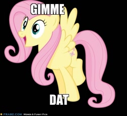 Size: 600x547 | Tagged: safe, fluttershy, pegasus, pony, black background, caption, cute, eyes on the prize, female, gimme, happy, image macro, mare, raised leg, shyabetes, simple background, smiling, solo, spread wings, text, want, wide eyes, wings