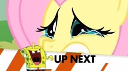 Size: 386x214 | Tagged: safe, fluttershy, pegasus, pony, female, inappropriate timing spongebob banner, mare, spongebob laughs at your misery, spongebob squarepants