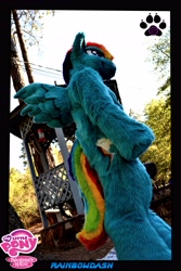 Size: 3072x4608 | Tagged: safe, artist:ino89777, rainbow dash, human, cosplay, fursuit, irl, irl human, photo