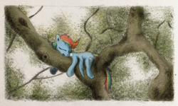 Size: 800x481 | Tagged: safe, artist:hewison, rainbow dash, pegasus, pony, sleeping, solo, tree