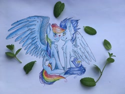 Size: 4032x3024 | Tagged: safe, artist:kasfud, derpibooru import, rainbow dash, soarin', pegasus, pony, absurd resolution, female, leaves, male, shipping, soarindash, straight, traditional art