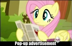 Size: 633x403 | Tagged: safe, fluttershy, iron will, pegasus, pony, female, image macro, mare, pink mane, yellow coat