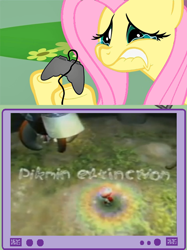 Size: 562x752 | Tagged: safe, fluttershy, pegasus, pony, bad end, captain olimar, controller, exploitable meme, female, gamershy, hoof hold, lip bite, mare, meme, pikmin, pink mane, teary eyes, teeth, tv meme, yellow coat