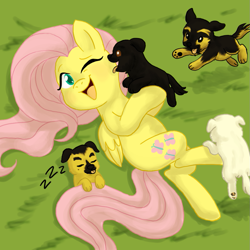 Size: 945x945 | Tagged: safe, artist:cartoonlion, artist:megasweet, fluttershy, dog, pegasus, pony, cute, puppy, tickling