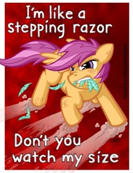 Size: 553x720 | Tagged: safe, artist:texasuberalles, scootaloo, pegasus, pony, angry, feather, female, fight, filly, mouth hold, peter tosh, scratches, scrunchy face, solo, song reference, stepping razor