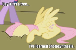 Size: 500x331 | Tagged: safe, derpibooru import, edit, edited screencap, screencap, fluttershy, twilight sparkle, pegasus, pony, female, fluttertree, image macro, mare, photosynthesis