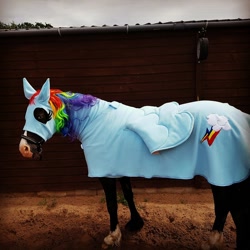 Size: 960x960 | Tagged: artist needed, safe, derpibooru import, rainbow dash, horse, pony, bridle, clothes, cosplay, costume, horse blanket, irl, irl horse, photo, seems legit, tack, unshorn fetlocks