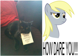 Size: 933x673 | Tagged: safe, derpy hooves, cat, pegasus, pony, female, mare, meme, muffin