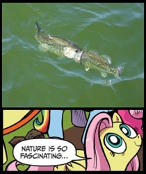 Size: 595x709 | Tagged: safe, fluttershy, fish, pegasus, pony, bass guitar, blue coat, blue eyes, dialogue, eaten alive, exploitable meme, female, largemouth bass, looking up, mare, meme, multicolored tail, musical instrument, nature is so fascinating, nom, obligatory pony, pink coat, pink mane, predation, smiling, speech bubble, vore, wings, yellow coat