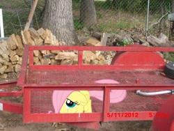 Size: 900x675 | Tagged: safe, artist:tokkazutara1164, fluttershy, pony, crying, filly, irl, photo, ponies in real life, scared, vector