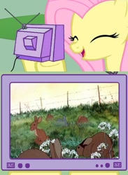 Size: 563x771 | Tagged: safe, fluttershy, pegasus, pony, rabbit, exploitable meme, fs doesn't know what she's getting into, meme, this will end in tears, tv meme, watership down