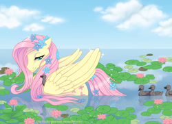 Size: 900x653 | Tagged: dead source, safe, artist:baby-blue-bell, fluttershy, duck, pegasus, pony, duckling, pond, swimming, water