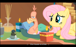 Size: 1024x640 | Tagged: safe, screencap, fluttershy, philomena, pegasus, pony, a bird in the hoof, captain obvious, youtube caption