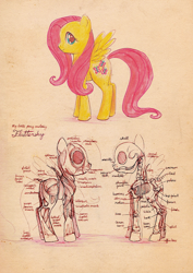 Size: 700x987 | Tagged: safe, artist:cosmicunicorn, fluttershy, pegasus, pony, anatomy, diagram, skeleton, solo