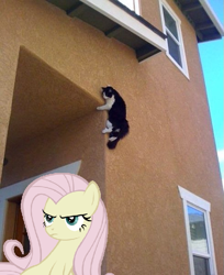 Size: 489x600 | Tagged: safe, fluttershy, cat, pony, discorded, hiding, irl, photo, ponies in real life, vector