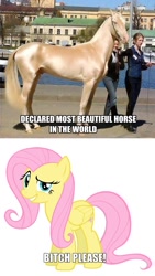 Size: 480x850 | Tagged: safe, fluttershy, horse, pegasus, pony, bitch please, caption, gold, vulgar