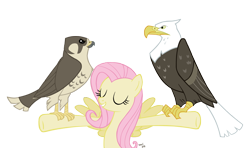 Size: 800x473 | Tagged: safe, artist:kittenshy, fluttershy, bald eagle, bird, eagle, pegasus, pony, may the best pet win, animal, falcon, peregrine falcon, simple background, transparent background, vector
