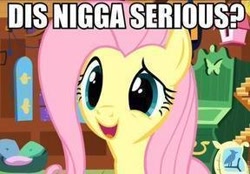 Size: 288x200 | Tagged: safe, fluttershy, pegasus, pony, image macro, nigga, racial slur, vulgar