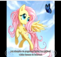 Size: 376x354 | Tagged: safe, fluttershy, butterfly, pegasus, pony, kathy lee gifford, solo, white house, youtube caption