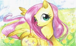 Size: 2455x1496 | Tagged: safe, artist:paulina-ap, fluttershy, pegasus, pony, female, mare, solo, traditional art