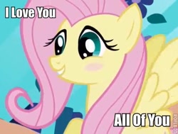 Size: 449x339 | Tagged: safe, fluttershy, pegasus, pony, blushing, heartwarming, image macro, love